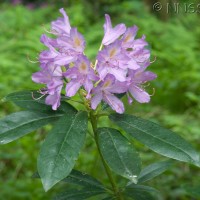 Rhododendron